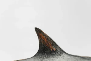 Figura Decorativa Shark Base - KARE