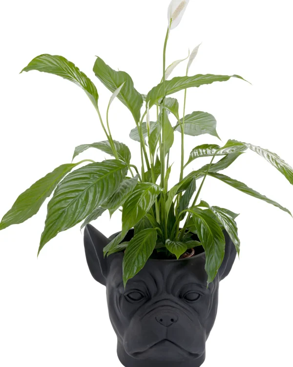 Oggetto decorativo Bulldog nero - KARE