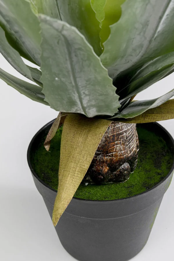 Pianta decorativa Agave 40cm - KARE