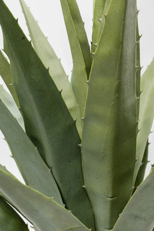 Pianta decorativa Agave 85cm - KARE