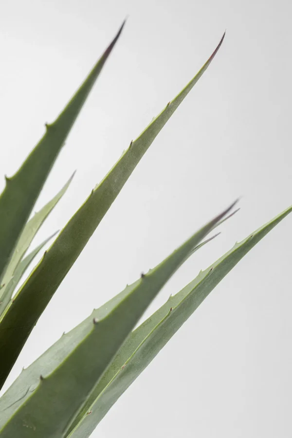 Pianta decorativa Agave 85cm - KARE