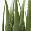 Pianta Decorativa Aloe 69cm - KARE