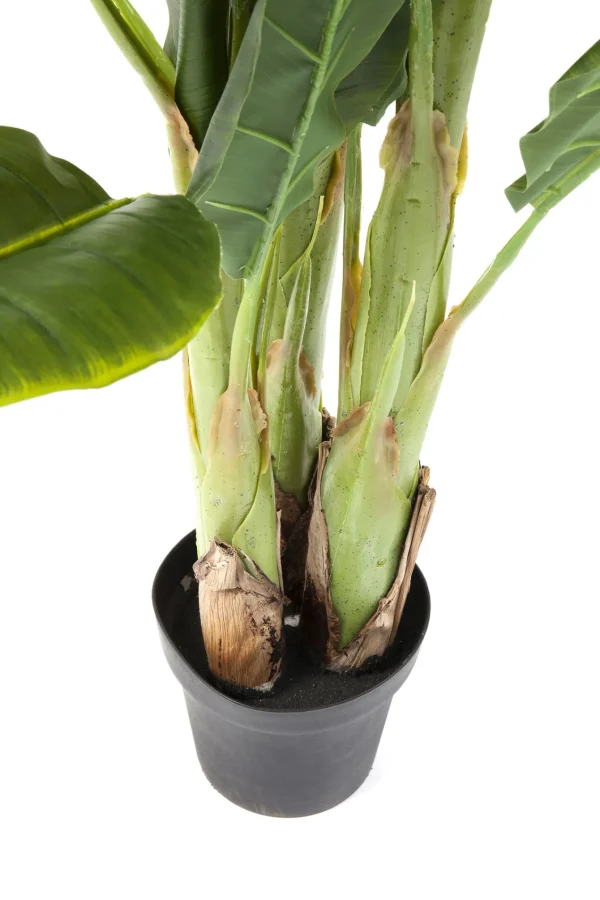 Pianta Decorativa Banana Tree 180cm - KARE