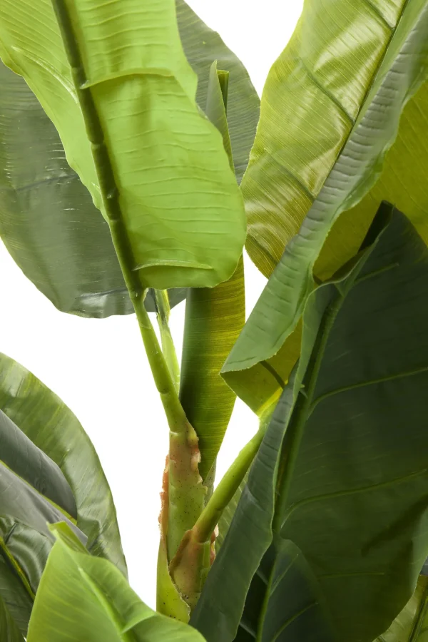 Pianta Decorativa Banana Tree 180cm - KARE