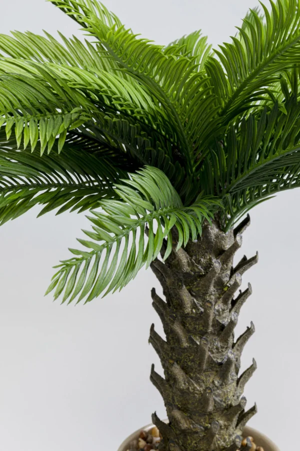 Pianta decorativa Cycas 70cm - KARE