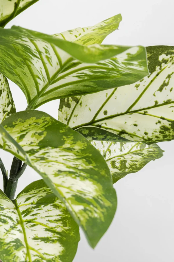 Pianta decorativa Dieffenbachie 100cm - KARE