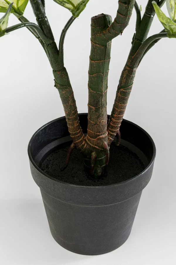 Pianta decorativa Dieffenbachie 100cm - KARE