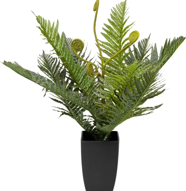 Pianta decorativa Farn 55cm - KARE