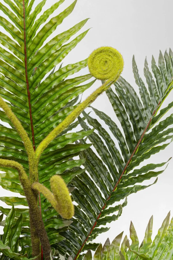 Pianta decorativa Farn 55cm - KARE
