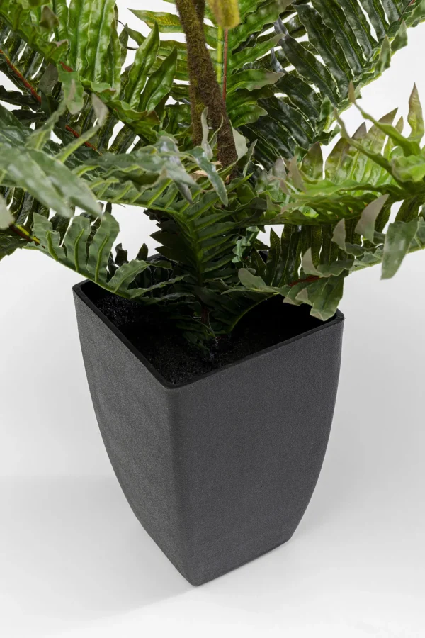 Pianta decorativa Farn 55cm - KARE