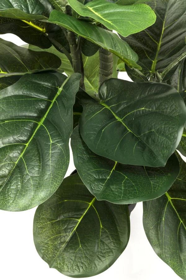 PIANTA DECORATIVA FIDDLE LEAF 120CM - KARE