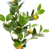 Pianta decorativa Lemon Tree 60cm - KARE