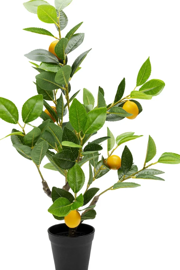 Pianta decorativa Lemon Tree 60cm - KARE