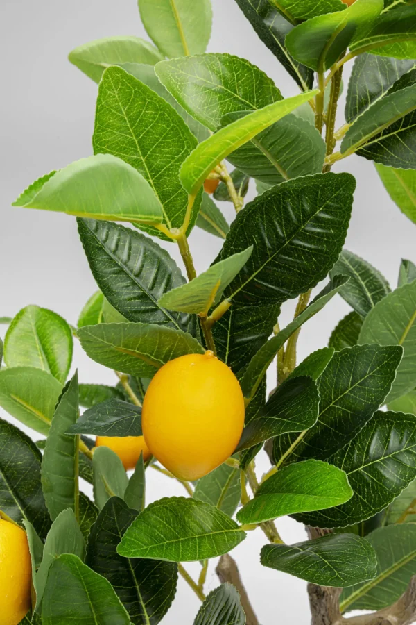 Pianta decorativa Lemon Tree 60cm - KARE