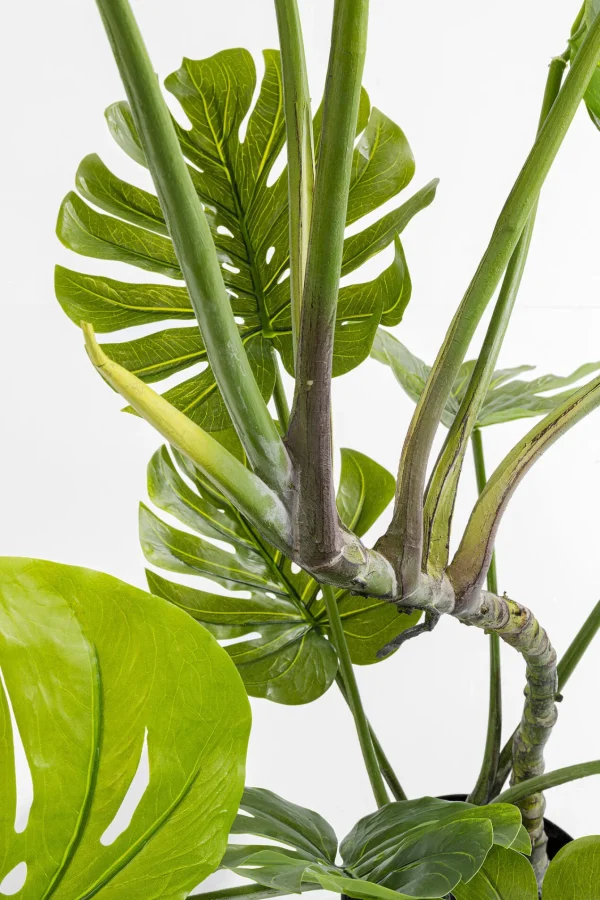 Pianta Decorativa Monstera 110cm - KARE