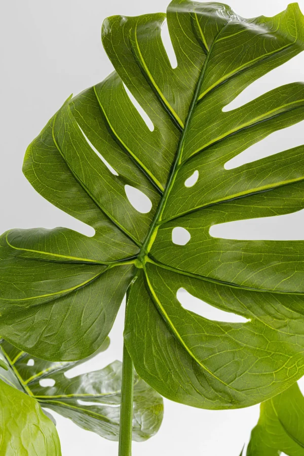 Pianta Decorativa Monstera 110cm - KARE