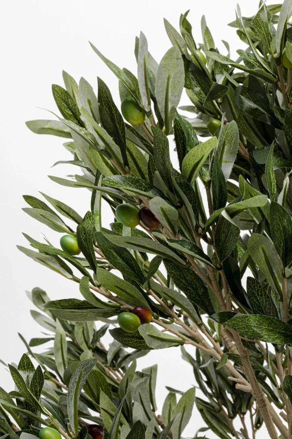 Pianta decorativa Olive Tree 120cm - KARE