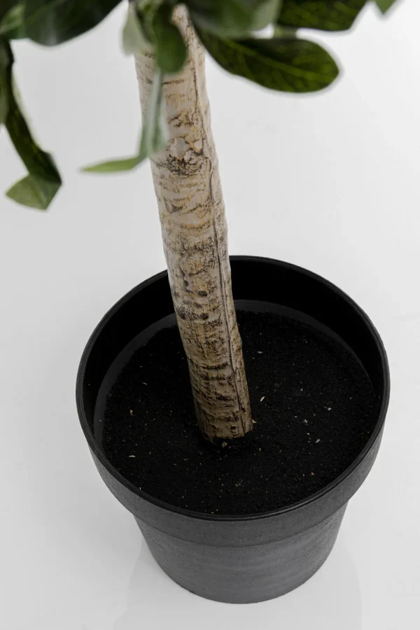 Pianta decorativa Olive Tree 120cm - KARE