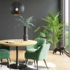 Pianta Decorativa Palm Tree 190cm - KARE