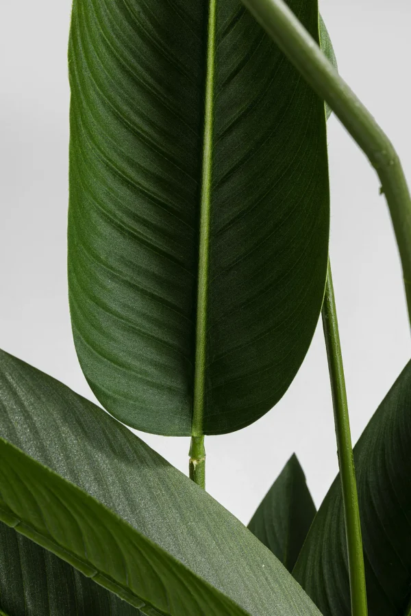 Pianta Decorativa Paradise Flowers 190cm - KARE