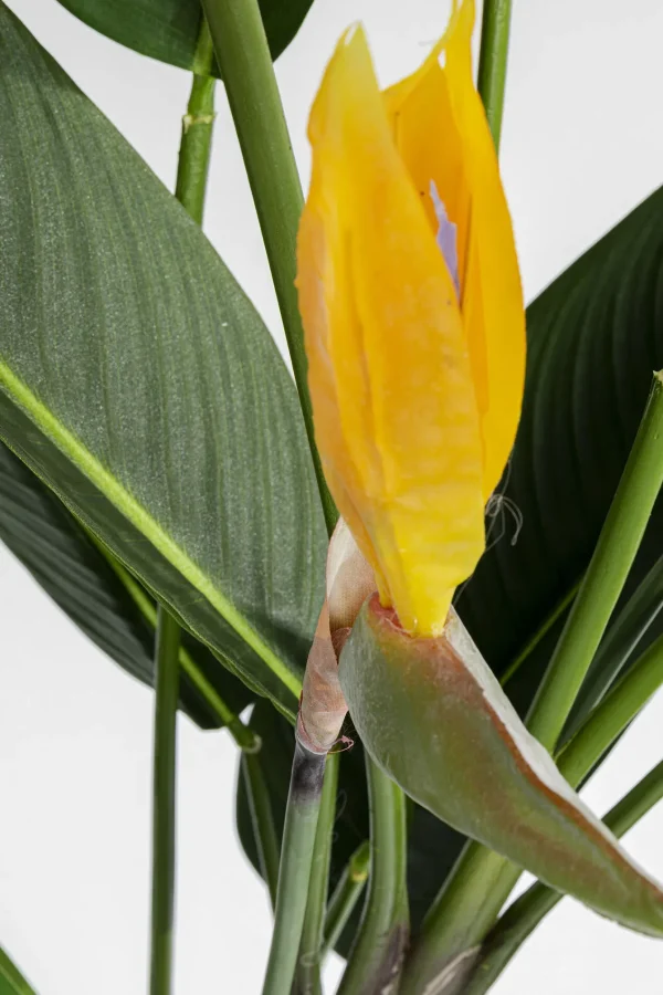 Pianta Decorativa Paradise Flowers 190cm - KARE