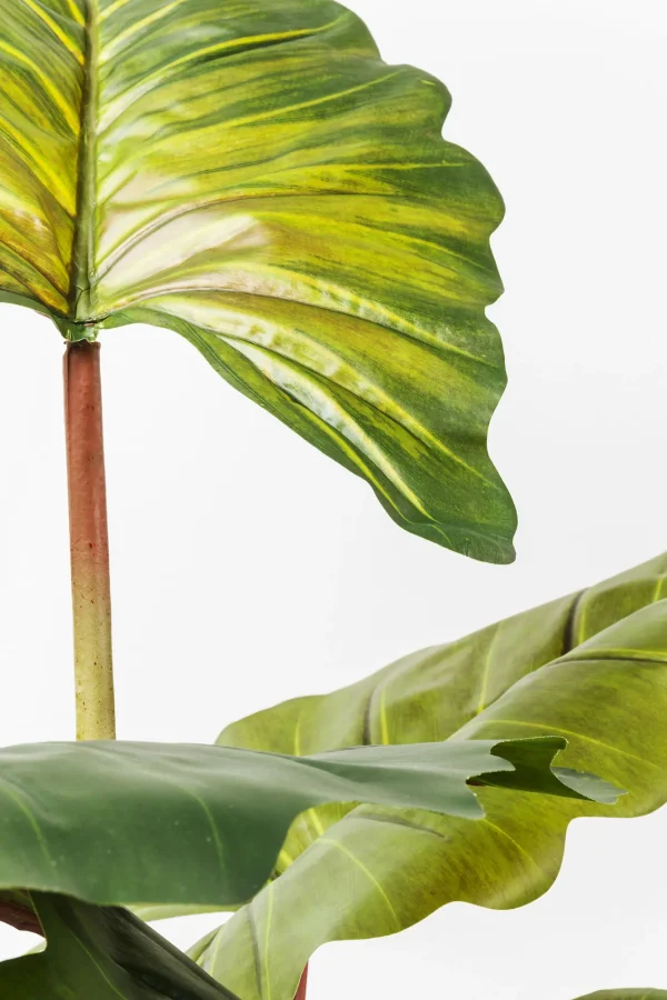 Pianta Decorativa Rainforest Green 160cm - KARE