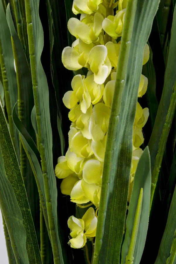 Pianta decorativa Rhynchostylis 150cm - KARE