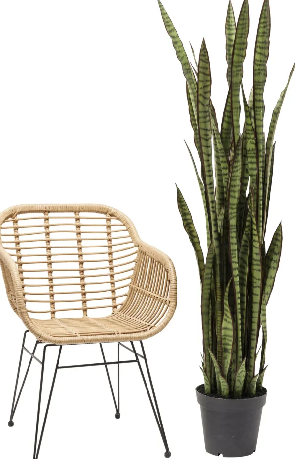 PIANTA DECORATIVA SANSEWIERIA 155CM - KARE