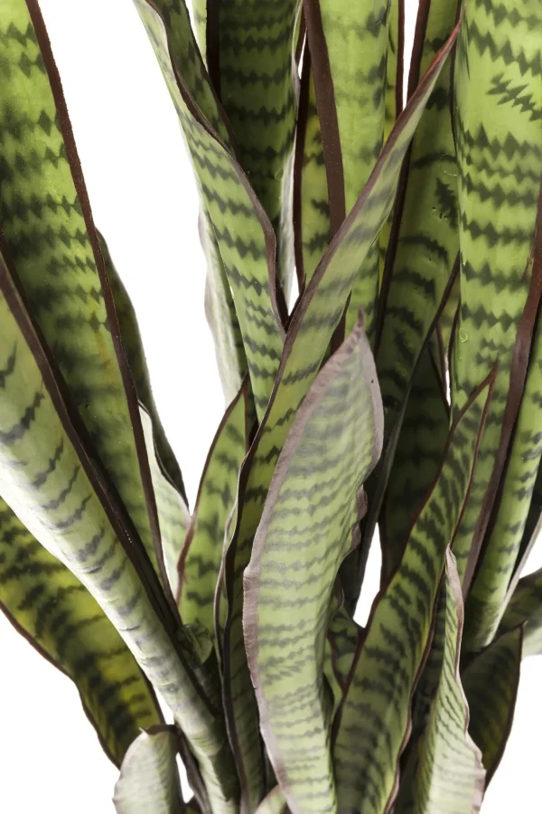 PIANTA DECORATIVA SANSEWIERIA 155CM - KARE