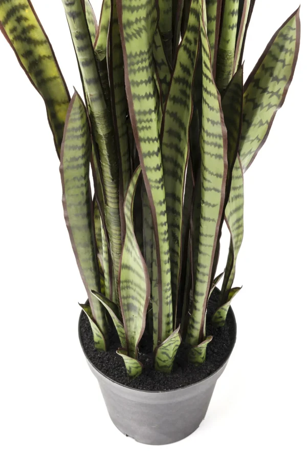 PIANTA DECORATIVA SANSEWIERIA 155CM - KARE