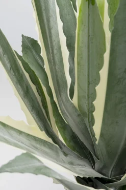 KARE Design Pianta decorativa Agave 50cm - KARE> Piante Artificiali