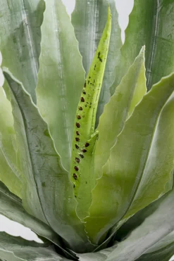 KARE Design Pianta decorativa Agave 40cm - KARE> Piante Artificiali