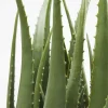 KARE Design Pianta Decorativa Aloe 69cm - KARE> Piante Artificiali