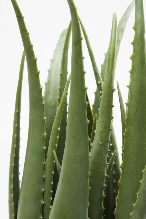 KARE Design Pianta Decorativa Aloe 69cm - KARE> Piante Artificiali