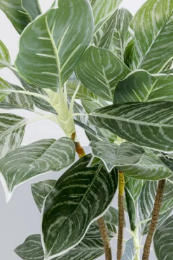 KARE Design Pianta decorativa Calathea 140cm - KARE></noscript> Piante Artificiali