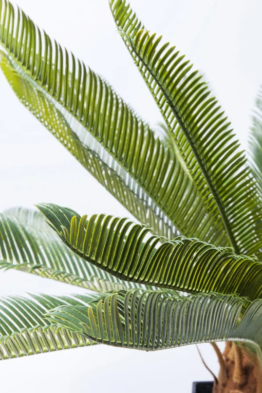KARE Design Pianta decorativa Cycas 78 cm - KARE> Piante Artificiali