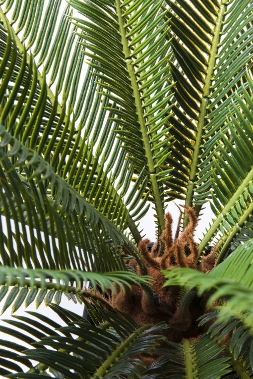 KARE Design Pianta decorativa Cycas 78 cm - KARE> Piante Artificiali