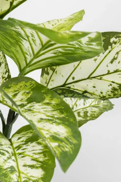 KARE Design Pianta decorativa Dieffenbachie 100cm - KARE></noscript> Piante Artificiali