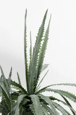 KARE Design Pianta decorativa dracena Drachenbaum 155cm - KARE> Piante Artificiali