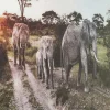 KARE Design PICTURE GLASS ELEFANT FAMILY 160X120CM - KARE> Quadri
