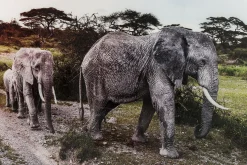 KARE Design PICTURE GLASS ELEFANT FAMILY 160X120CM - KARE> Quadri