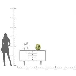 KARE Design Vaso Carambola 37cm - KARE> Vasi
