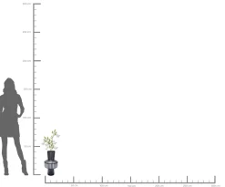 KARE Design Vaso Roulette Belly 42 cm - KARE></noscript> Vasi